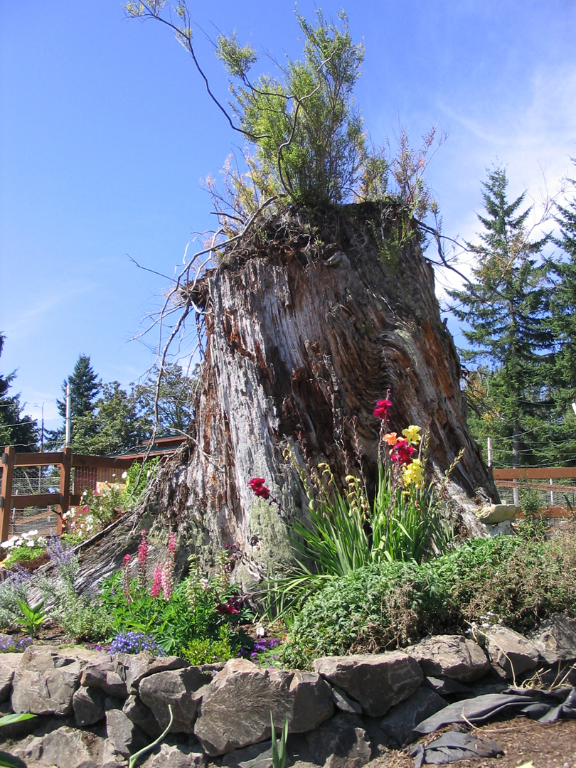 Stump garden 4.jpg 984.9K